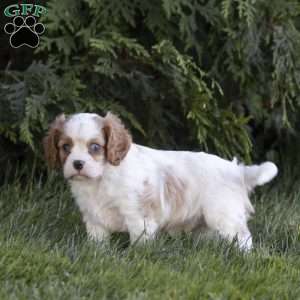 Clark, Cavalier King Charles Spaniel Puppy